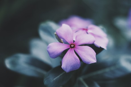 神秘的樱花妖，隐现于深山丛林